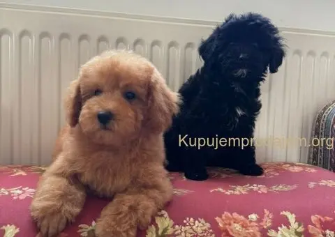 Dva preslatka šteneta traže svoj zauvek dom - 3/5