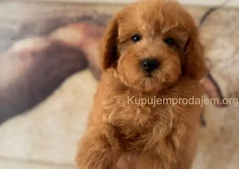 Dva preslatka šteneta traže svoj zauvek dom - 4/5