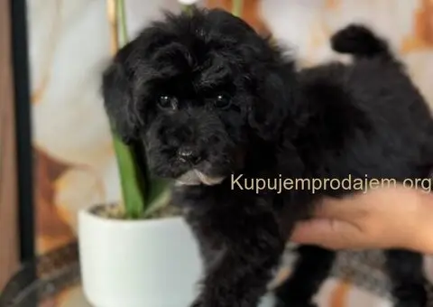 Dva preslatka šteneta traže svoj zauvek dom - 5/5