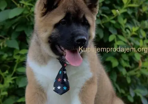 Americka Akita stenci - 1/9