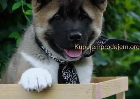 Americka Akita stenci - 2/9