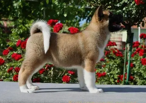 Americka Akita stenci - 3/9