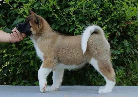 Americka Akita stenci - 4/9