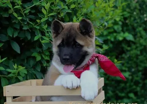 Americka Akita stenci - 5/9