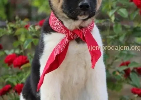 Americka Akita stenci - 6/9