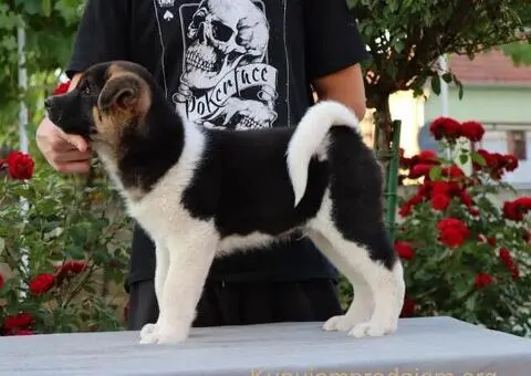 Americka Akita stenci - 7/9