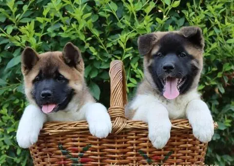 Americka Akita stenci - 8/9