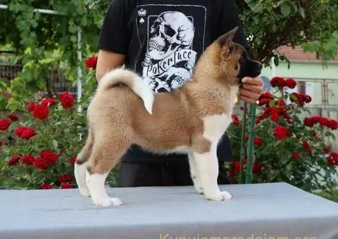 Americka Akita stenci - 9/9