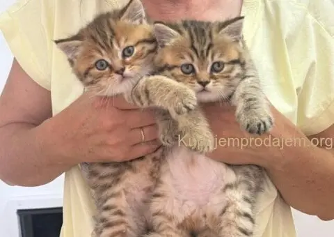 Britanske mace u ponudi! - 1/5