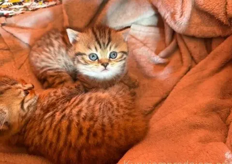 Britanske mace u ponudi! - 2/5