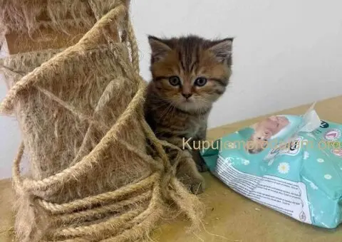 Britanske mace u ponudi! - 3/5