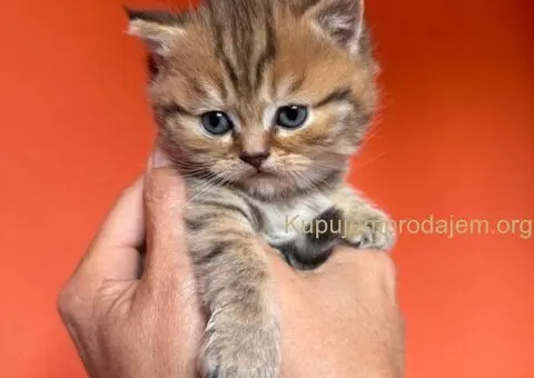 Britanske mace u ponudi! - 4/5