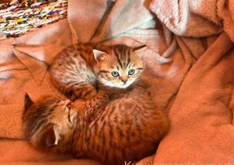 Britanske mace u ponudi! - 5/5