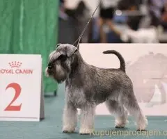 Patuljasti ŠNAUCERI biber so