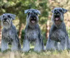 Patuljasti ŠNAUCERI biber so