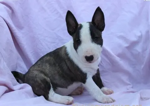 Mini Bull Terijer prelepi štenci - 1/12