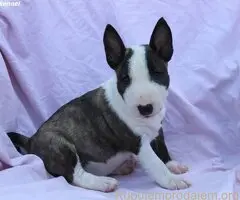 Mini Bull Terijer prelepi štenci