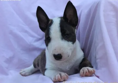 Mini Bull Terijer prelepi štenci - 2/12