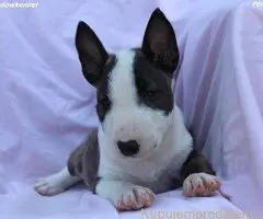Mini Bull Terijer prelepi štenci