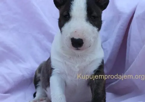 Mini Bull Terijer prelepi štenci - 3/12