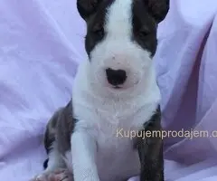 Mini Bull Terijer prelepi štenci