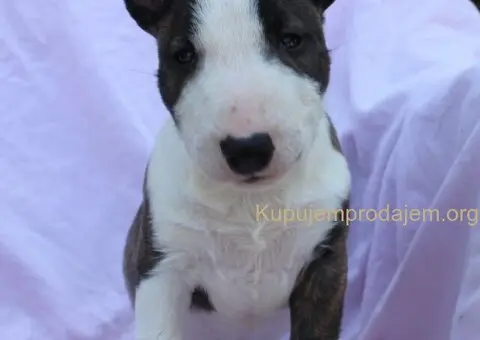 Mini Bull Terijer prelepi štenci - 4/12