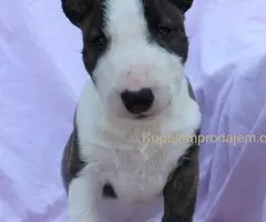 Mini Bull Terijer prelepi štenci