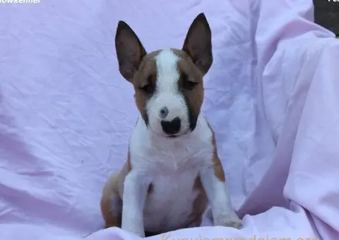 Mini Bull Terijer prelepi štenci - 5/12