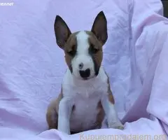 Mini Bull Terijer prelepi štenci