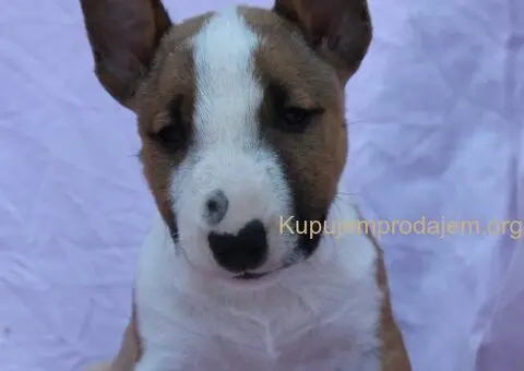Mini Bull Terijer prelepi štenci - 6/12