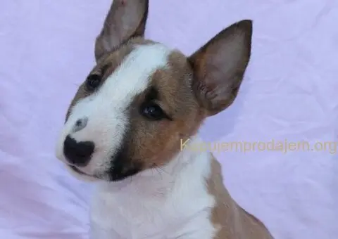 Mini Bull Terijer prelepi štenci - 7/12