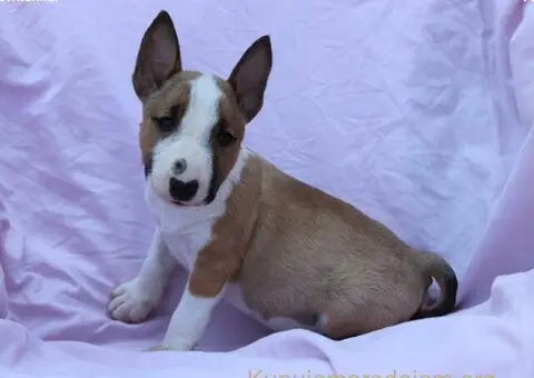 Mini Bull Terijer prelepi štenci - 8/12