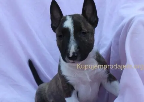 Mini Bull Terijer prelepi štenci - 9/12