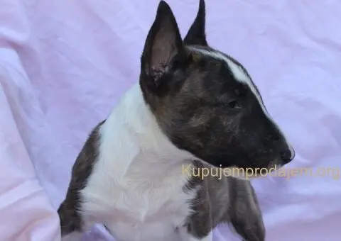 Mini Bull Terijer prelepi štenci - 10/12