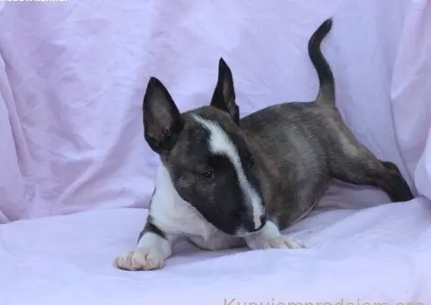 Mini Bull Terijer prelepi štenci - 11/12