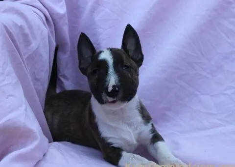 Mini Bull Terijer prelepi štenci - 12/12