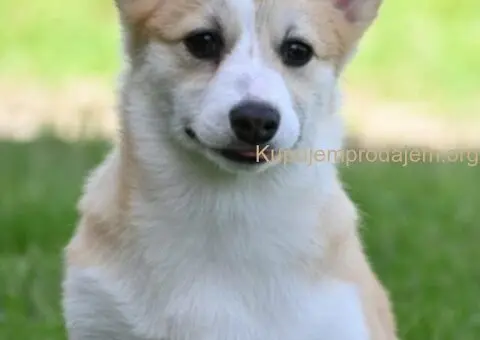 Velski korgi/Welsh Corgi Pembroke - 1/5