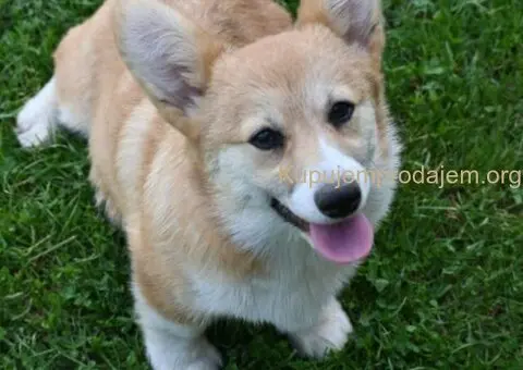 Velski korgi/Welsh Corgi Pembroke - 2/5