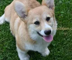 Velski korgi/Welsh Corgi Pembroke