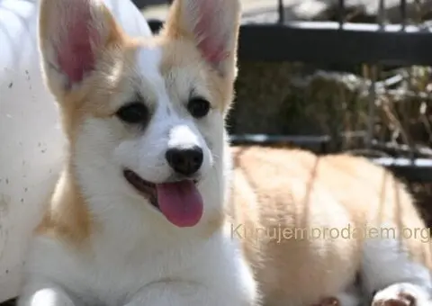 Velski korgi/Welsh Corgi Pembroke - 3/5