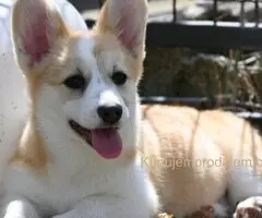Velski korgi/Welsh Corgi Pembroke