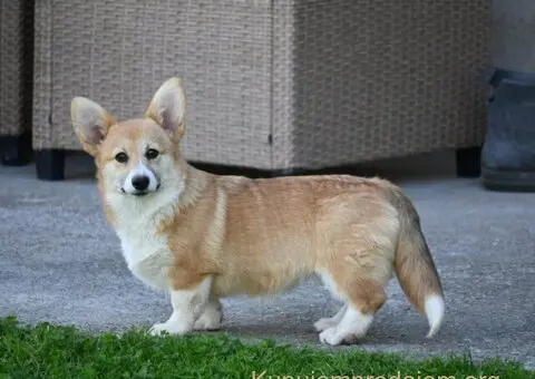 Velski korgi/Welsh Corgi Pembroke - 4/5