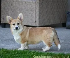 Velski korgi/Welsh Corgi Pembroke
