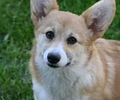 Velski korgi/Welsh Corgi Pembroke