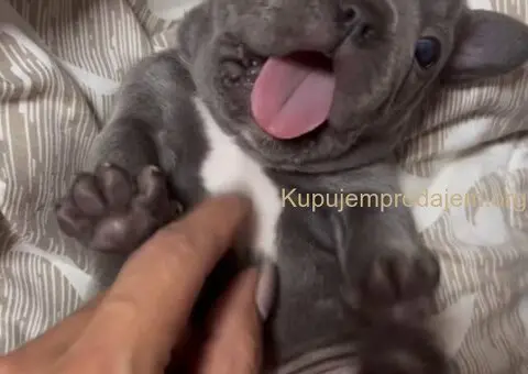 Francuski Buldog prelepi stenci - 1/7