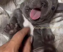 Francuski Buldog prelepi stenci