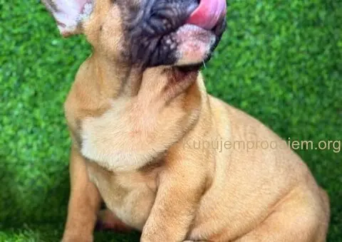 Francuski Buldog prelepi stenci - 2/7