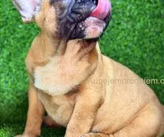 Francuski Buldog prelepi stenci