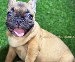 Francuski Buldog prelepi stenci