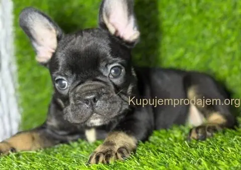 Francuski Buldog prelepi stenci - 4/7